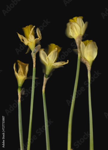 Fototapeta Naklejka Na Ścianę i Meble -  Yellow narcissus vertical scan background. Separate scanned blooming spring flowers.  Abstract distorted plant. Colourful botanical photocopy with scanner noise effect. Stem and opened jonquils