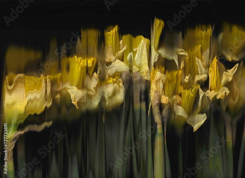 Yellow narcissus horizontal scan background. Scanned blooming spring flower bouquet. Glitchy abstract strongly distorted plant. Colourful botanical photocopy with scanner noise effect. 