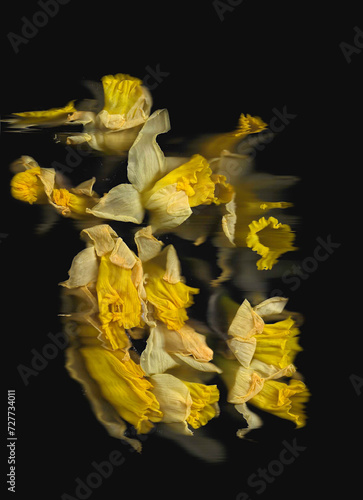 Yellow narcissus vertical scan background. Cluster of blooming spring flowers from top. Abstract strongly distorted plant. Colourful botanical photocopy with scanner noise effect. 