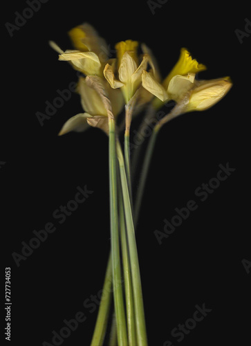 Yellow narcissus vertical scan background. Scanned blooming spring flower bouquet.  Abstract distorted plant. Colourful botanical photocopy with scanner noise effect. 
