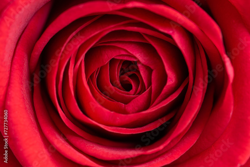 Soft velvet red rose close up details macro 