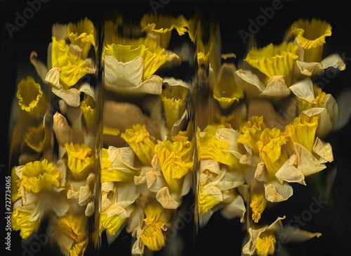 Yellow narcissus horizontal scan background. Cluster of blooming spring flowers from top. Abstract strongly distorted plant. Colourful botanical photocopy with scanner noise effect.
