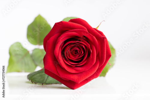 Soft red velvet rose with green leaves on a reflective white surface