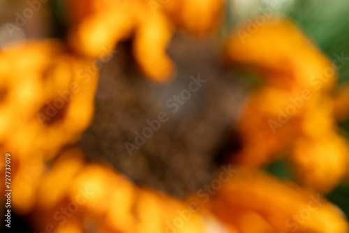 Obraz na plátně Unfocused, blurry. dried sunflower close-up macro
