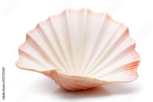 White Background Sea Shell. Cut-Out Spa Object for Beach or Oceanic Souvenir