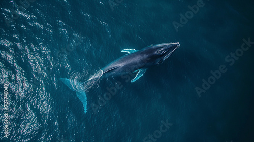 drone shot of Blue whale is swimming in the blue ocean or sea photo