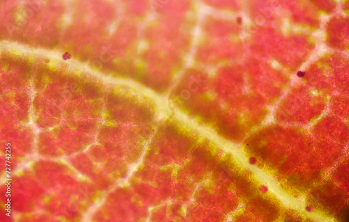 Red plants cell texture. photo