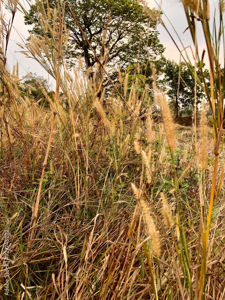 Nature in Roi ET Nature in Roi ET
