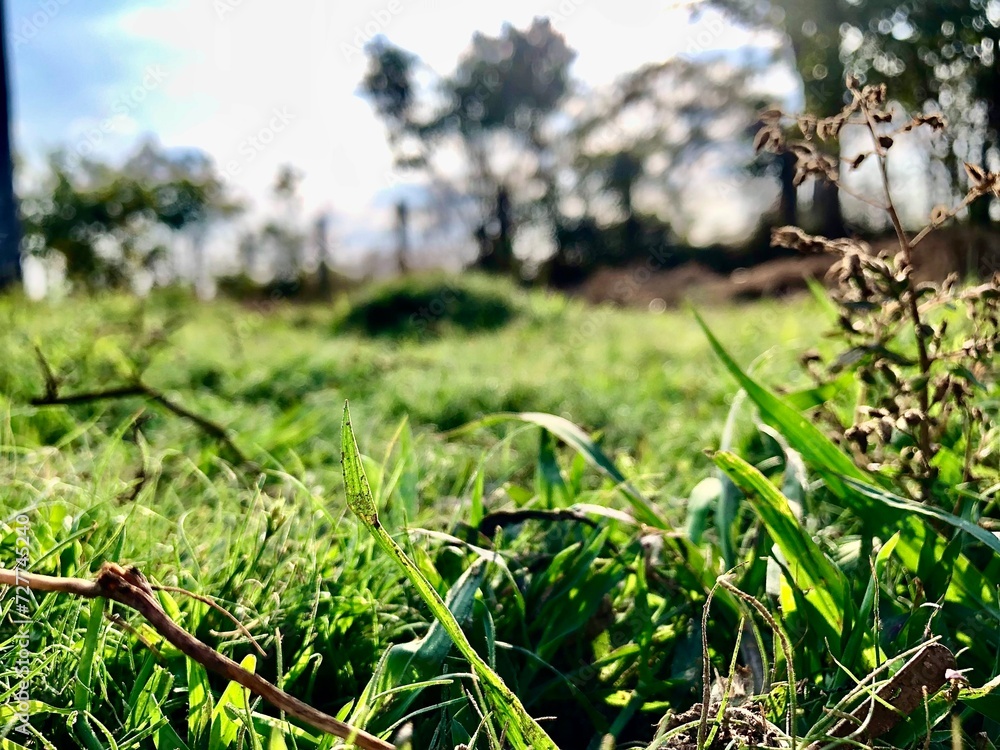 Obraz premium Nature in Roi ET 