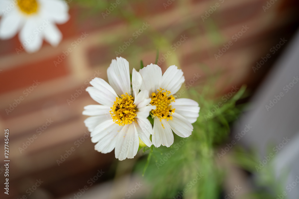 Obraz premium close-up of fresh nature plant growth 