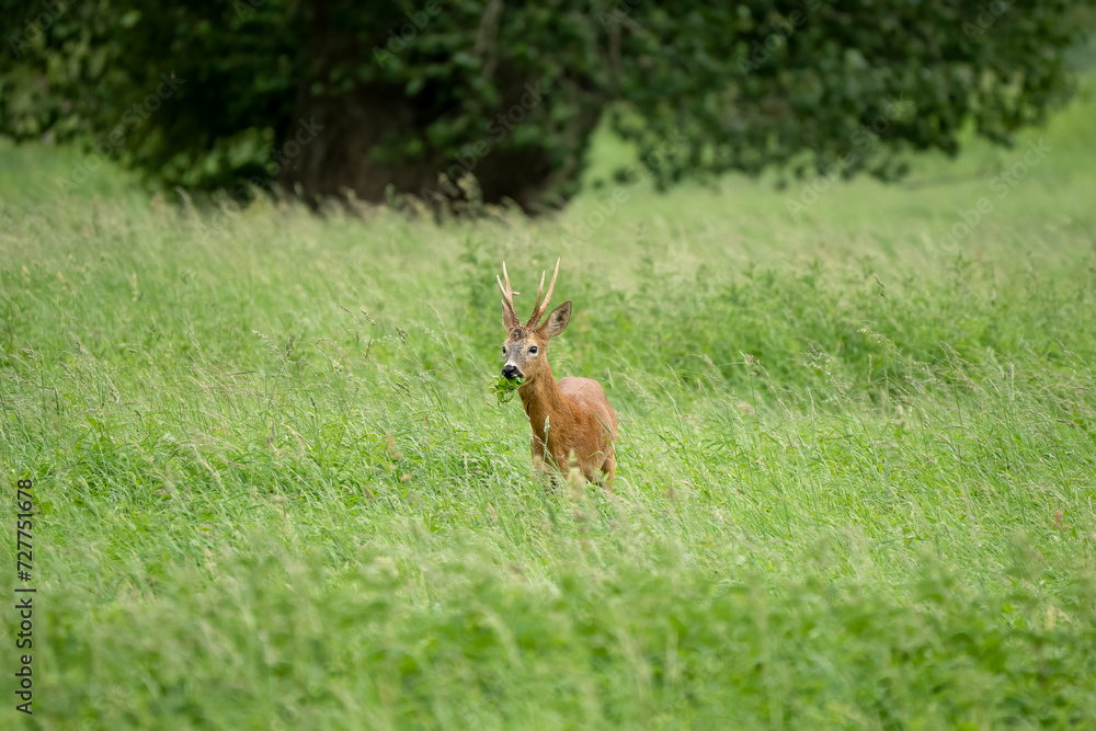 roe deer (Capreolus capreolus) feeding in a field of green winter grass roe deer (Capreolus capreolus) feeding in a field of green winter grass