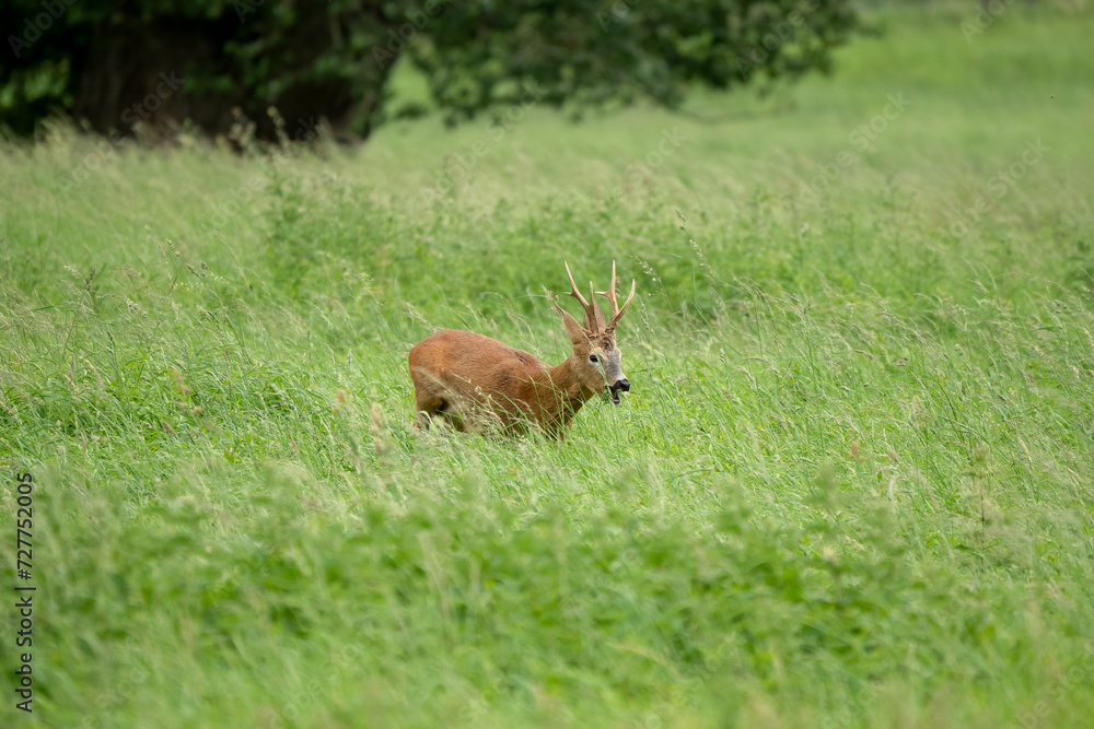 roe deer (Capreolus capreolus) feeding in a field of green winter grass roe deer (Capreolus capreolus) feeding in a field of green winter grass