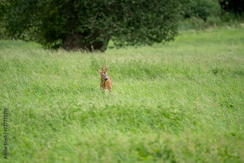 roe deer (Capreolus capreolus) feeding in a field of green winter grass