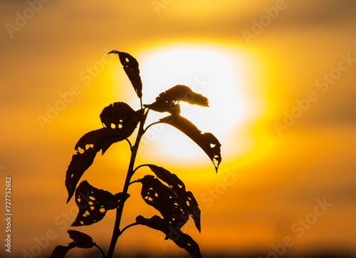 Silhouette of plant against sunrise or sunset sky. Leaves gnawed by insects.