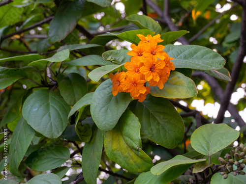 A Closely Grouped Small Orange Flowers on a Sunny Day