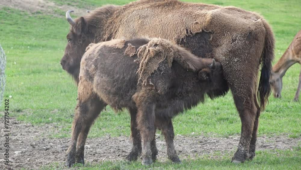 Baby european wisent (Bison bonasus) veal suckling milk from its mother Baby european wisent (Bison bonasus) veal suckling milk from its mother