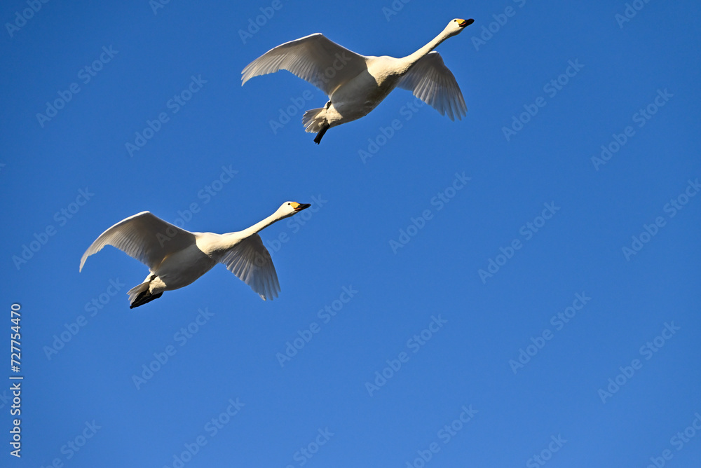Obraz premium The arrival of swans, Utsunomiya, Tochigi
