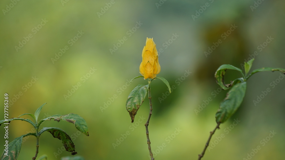 Pachystachys lutea (golden shrimp plant, lollipop plant, lilin emas, tanaman lolipop). It is a tropical, soft-stemmed evergreen shrub between 0.5 and 2.5 meters tall Pachystachys lutea (golden shrimp plant, lollipop plant, lilin emas, tanaman lolipop). It is a tropical, soft-stemmed evergreen shrub between 0.5 and 2.5 meters tall