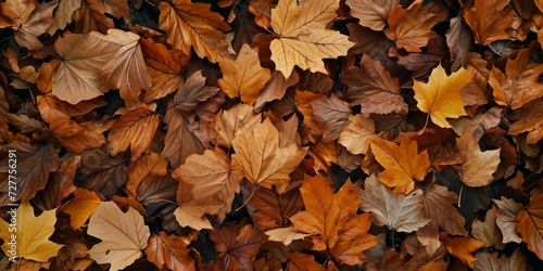 Autumn leaves on the ground. Natural background. Top view.