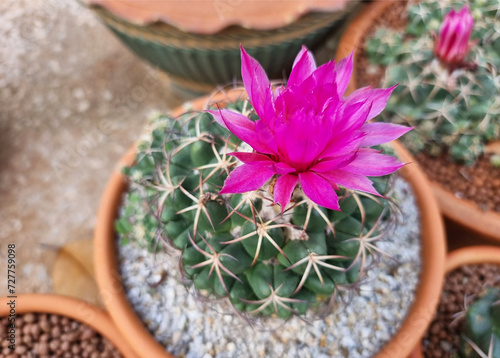 The Gymnocalycium cactus with beautiful magenta flowers in the garden. photo