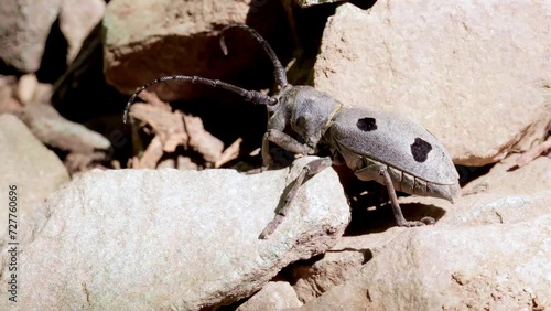 Close-up of the endangered funereal longhorn beetle (Morimus asper funereus)  walking between stones. Slow motion photo