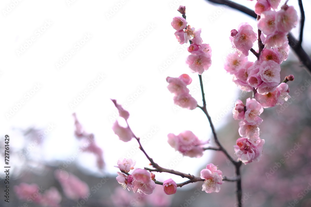 pink cherry blossom