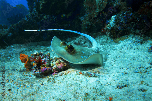 Ein Blaupunkt Rochen fühlt sich gestört und erhebt sich vom Sandboden im Korallenriff. Eine Unterwasserfotografie, aufgenommen in Raja Ampat in Indonesien