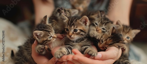 Adorable Bunch of Tabby Kittens Playfully Paws at Female Hands in Absolute Cuteness Overload