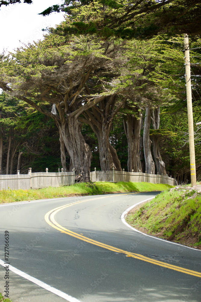 Obraz premium country road winds through the old growth pine forest