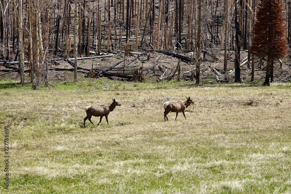 pair of elk foraging in a field after a forest fire