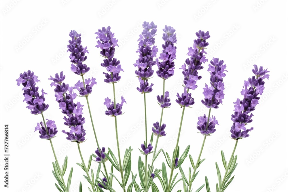 Naklejka premium Lavender flowers on white background