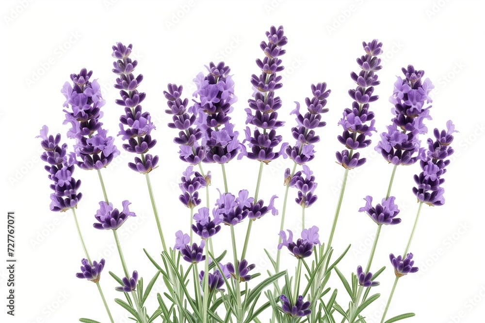 Obraz premium Lavender flowers on white background