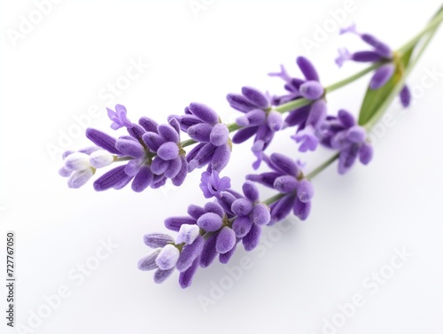 Lavender flowers on white background © mirifadapt