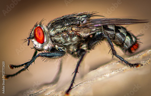 Fly with hairs and red eyes © Diego Schiochet
