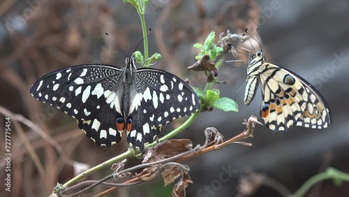 Two splendid tropical butterflies resting on a plant photo