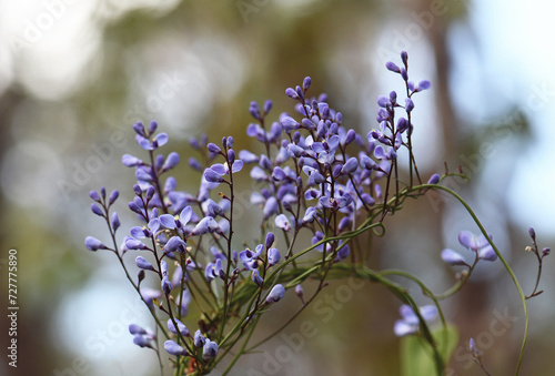 Blue flowers of the Australian native climber the Love Creeper Comesperma volubile, family Polygalaceae. Endemic to heath and sclerophyll forest along east coast of Australia. Flowers spring to summer photo