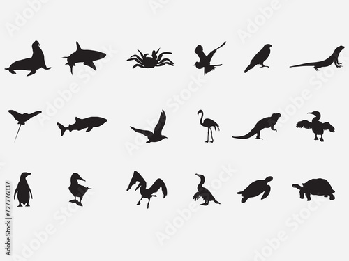 set of galapagos island species and animal silhouette.bird,fish,lizard and mammalm