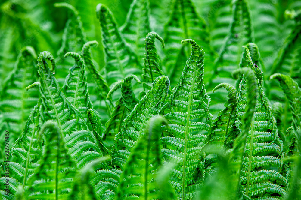 Green fern leaves in intense green color