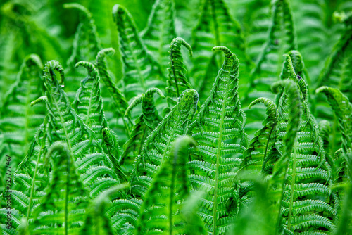 Green fern leaves in intense green color