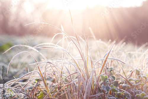 Cold weather background concept. Frozen grass on the fields in sun light