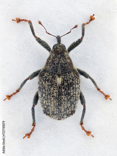 A cabbage stem weevil called also cabbage seedstalk curculio, Ceutorhynchus pallidactylus (synonym quadridens). Adult pest on a white background. A layered photo with high depth of field.   photo