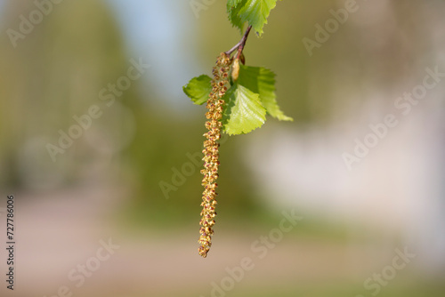 Birch catkins in spring park close-up, allergies to pollen of spring flowering plants concept