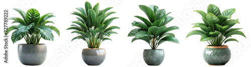 Tropical house plant in modern pot or vase isolated on transparent background generative ai photo