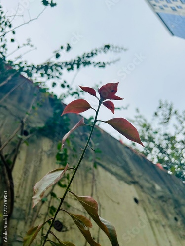 beautiful noida view after rain photo