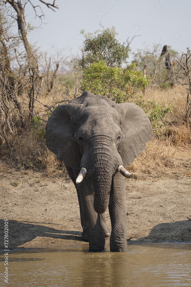 Fototapeta premium éléphant safari afrique