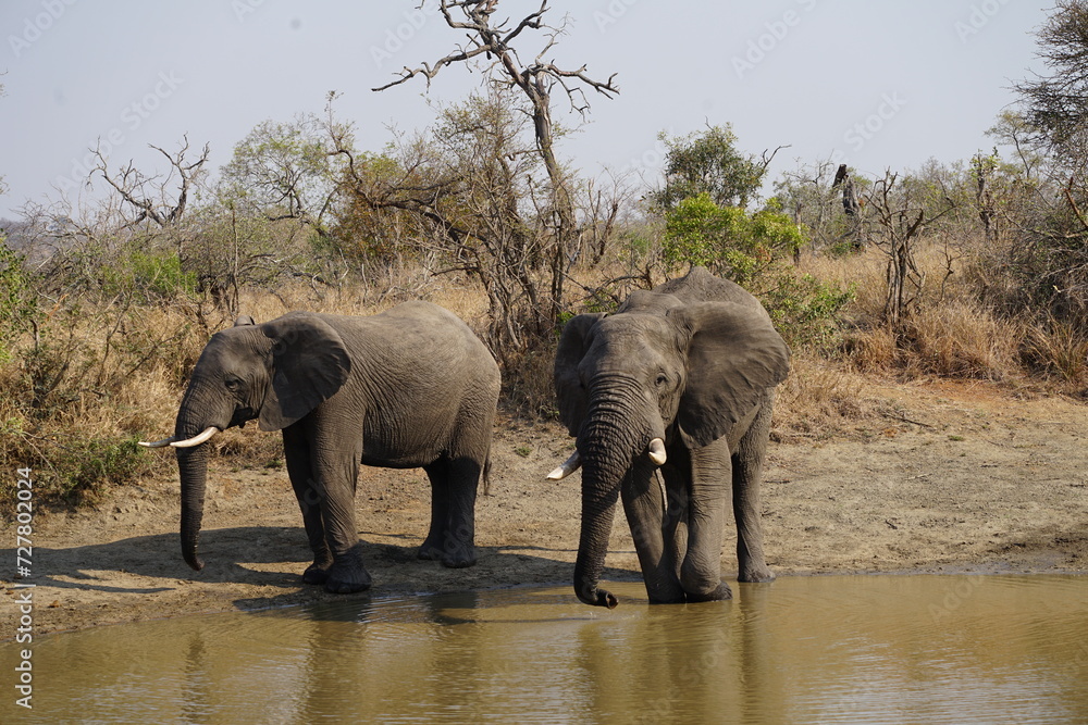 éléphant safari afrique