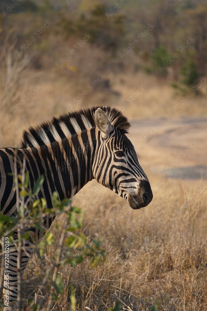 Obraz premium zebras afrique zèbres
