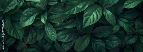 A nature background featuring an abstract green leaf texture. The image showcases dark green tropical leaves in close-up, revealing layered textures and various elements of tropical flora.