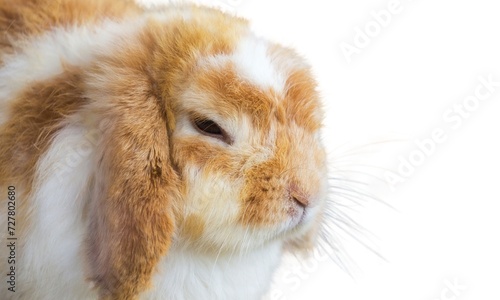 A lovely cute Holland Lop rabbit, isolated on white background