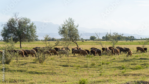 Sheep grazing on a green meadow during the hot summer. Green pasture in front of the mountains of Central Asia. © Sergei